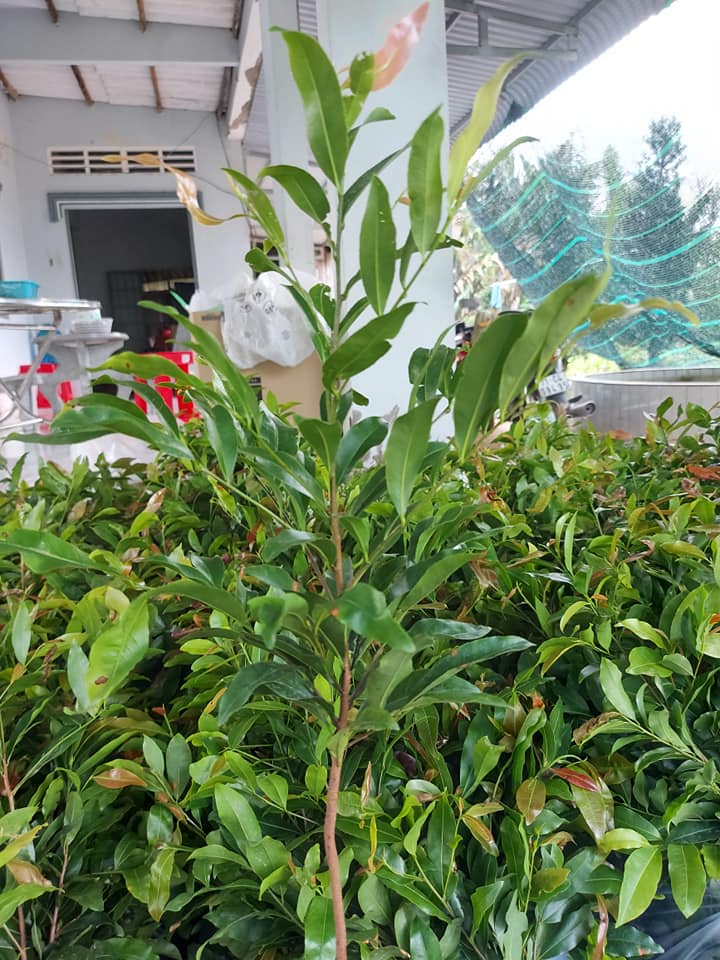 Combo 10 cây mai con quấn rễ (cao từ 40cm đến 45cm)