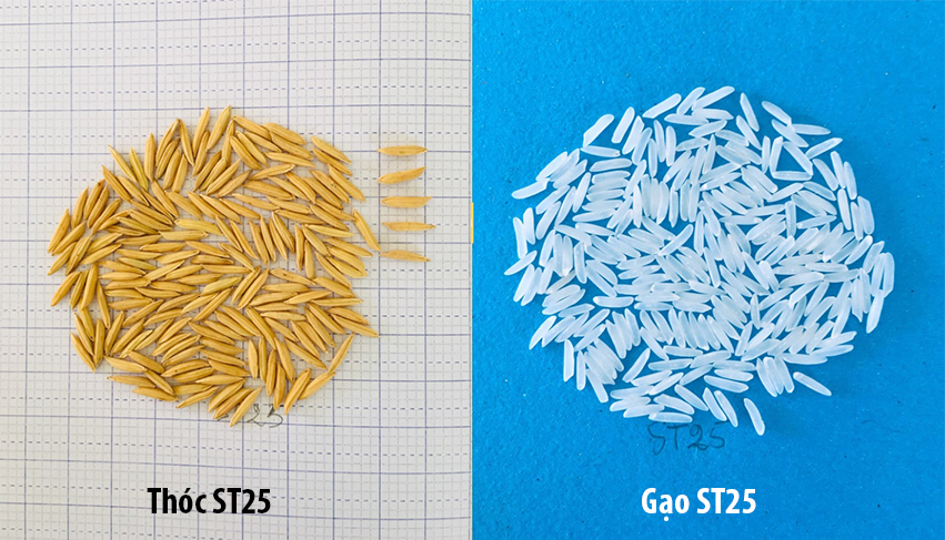 [HCM]Gạo ST 25- Túi 5 kg thượng hạng