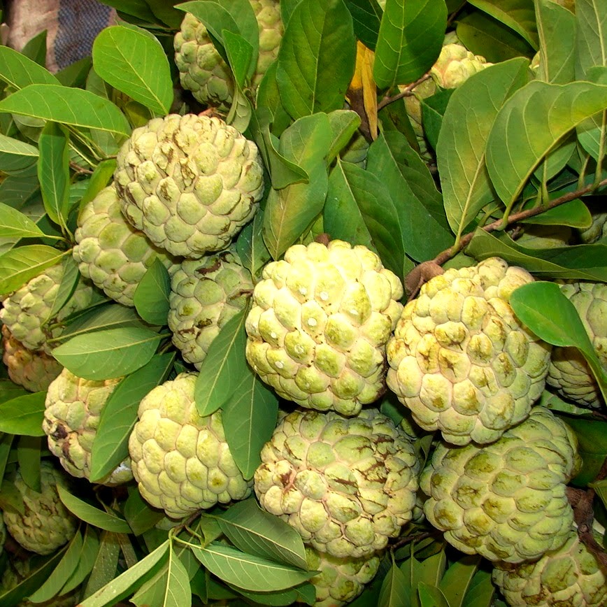 Cây na giống, có ảnh thật