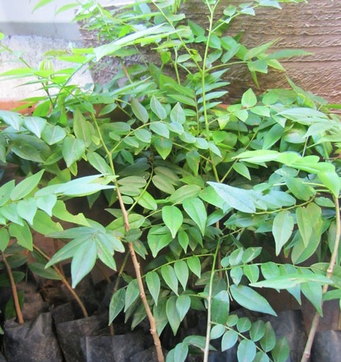 Combo 10 Cây giống Lá Mắc Mật giá rẻ