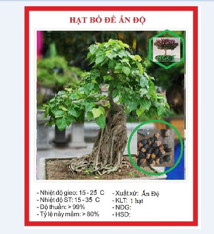 Hạt giống cây bồ đề ấn độ ( 1 hạt + tặng kèm viên nén ươm hạt )