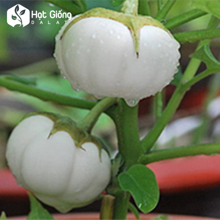 Hạt Giống Cà Tím Cà Pháo Tròn Tím Rd 73 Rạng Đông Gói 0.5Gram