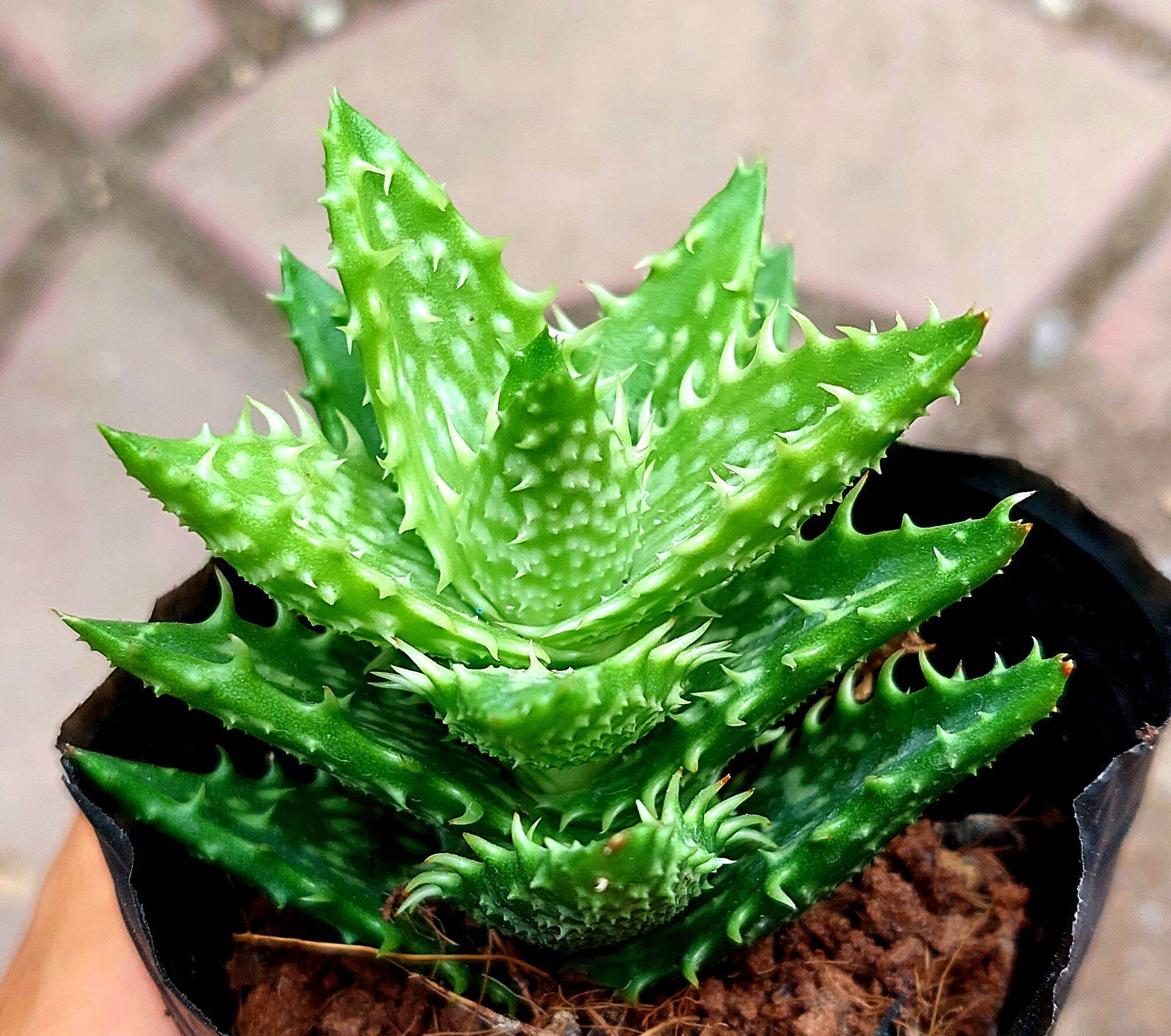 Sen đá HÀM CÁ MẬP size bầu 5-6cm
