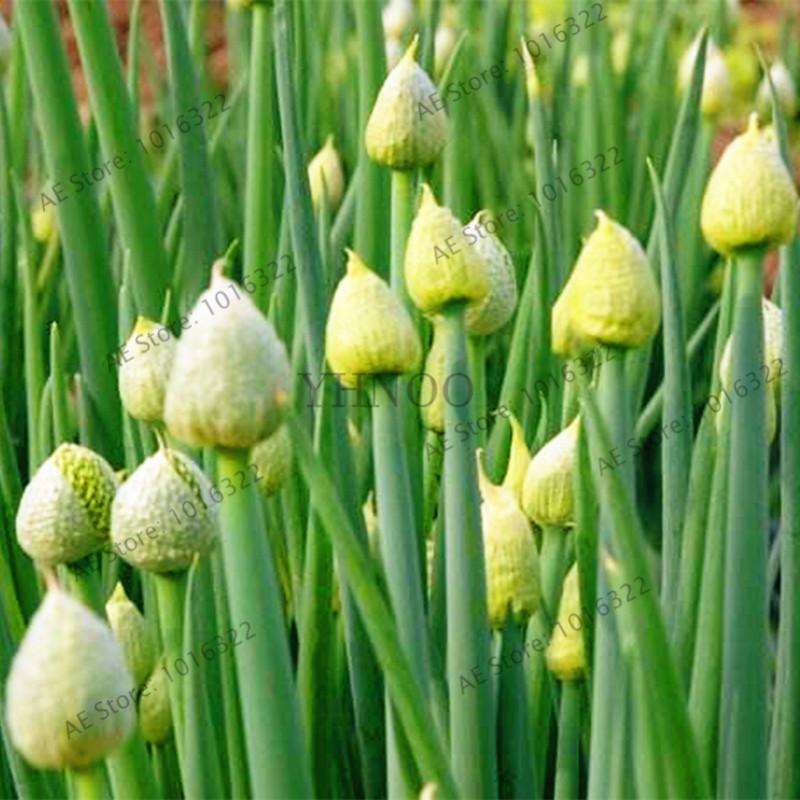 [Mới] - Hạt giống hành hoa  giá rẻ