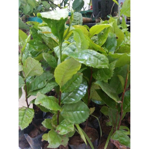 SÉT 8 Cây giống chè xanh ( trà xanh) DSFDSF
