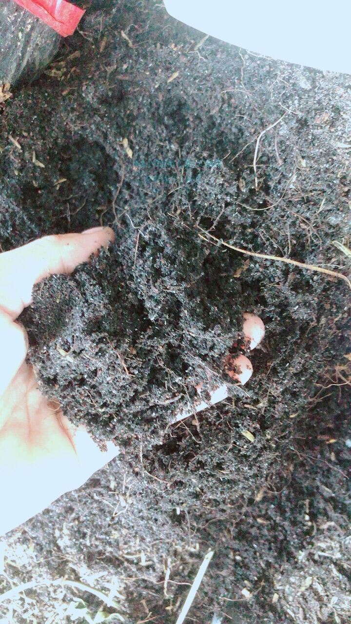 Đất Trồng Cây Cảnh,Trồng Rau Củ