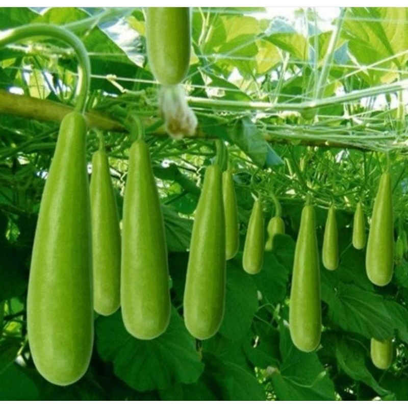 Hạt giống bầu xị leo dàn-gói 10 hạt