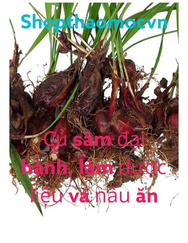 cây sâm đại hành, củ sâm đại hành giống, củ sâm đại hành, sâm ssaij hành