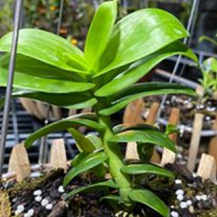 Hoa phong lan trầm trắng mắt đỏ (cây cao 20cm, bộ rễ khỏe)