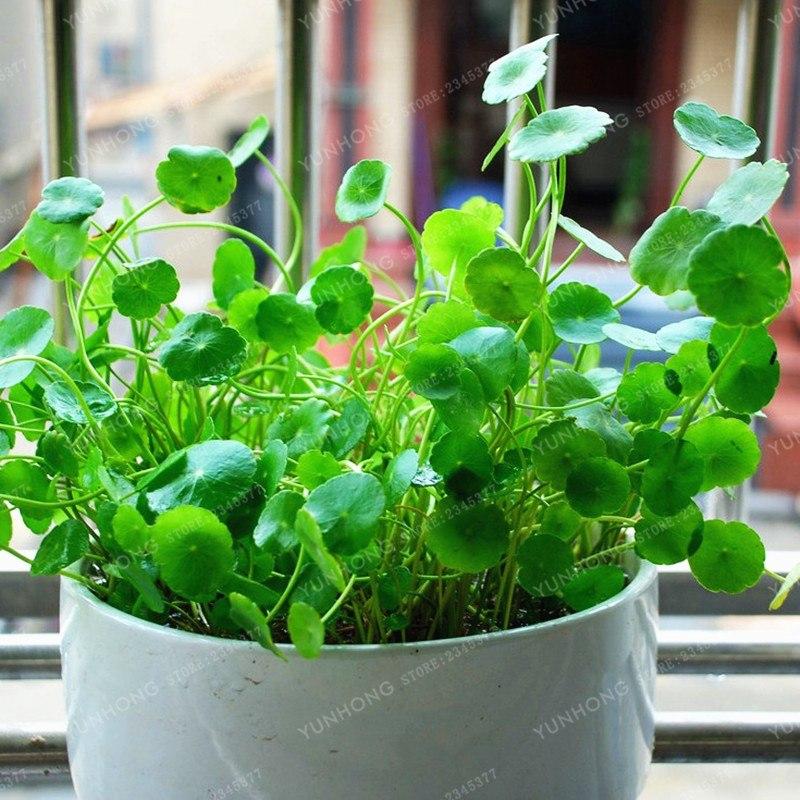 [3 packs] - Hydrocotyle Verticillata Seeds