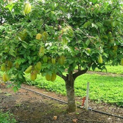 Cây khế, cây khế ngọt, dòng khế ghép sớm cho quả