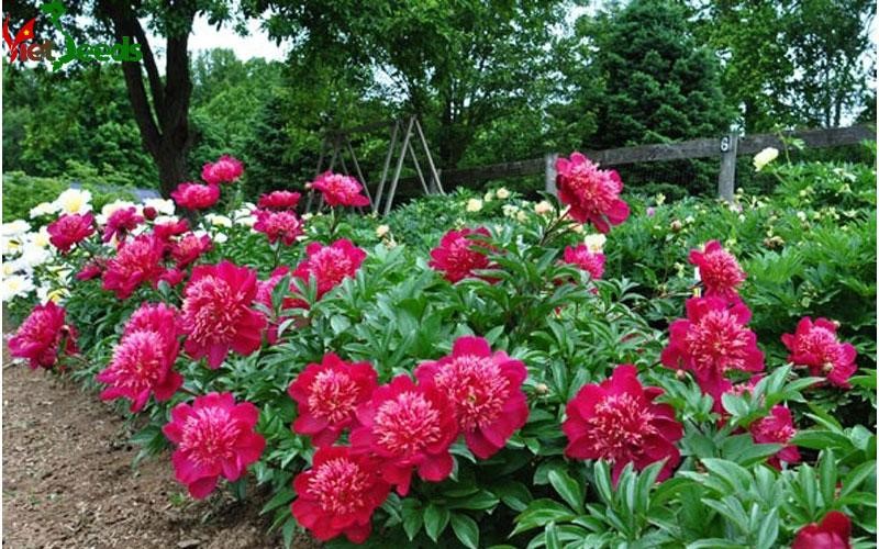 [Gói 10 Hạt] Hạt Giống Hoa Mẫu Đơn Mix Đủ Màu (tặng kèm phân)