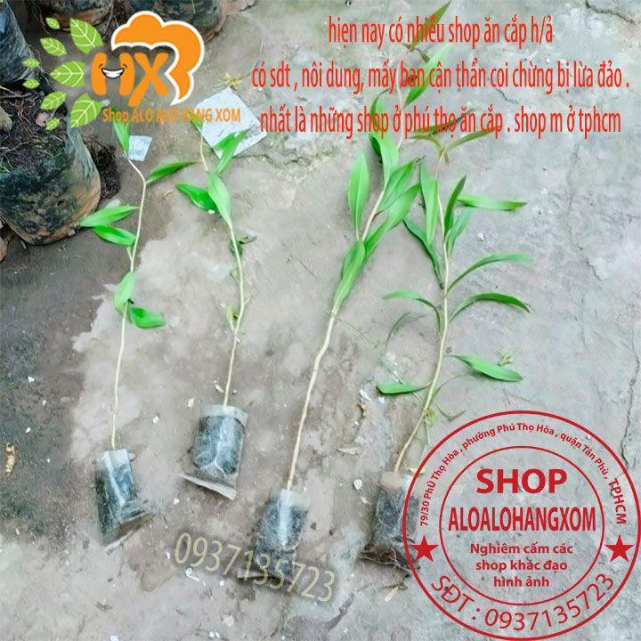[HCM]Combo 50 cây tràm úc -cây giống