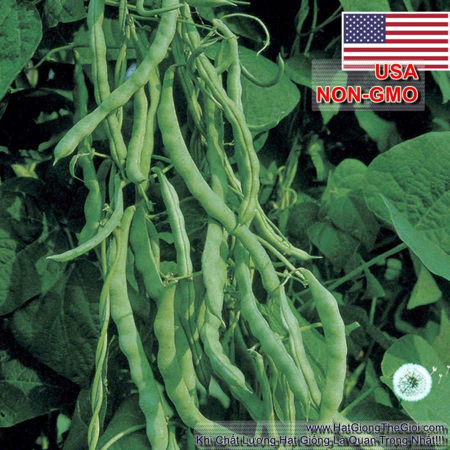 10h Hạt Giống Đậu Cove Leo Ngọt Diệu Kỳ Kentucky (A1.201| C31*W53*M210)
