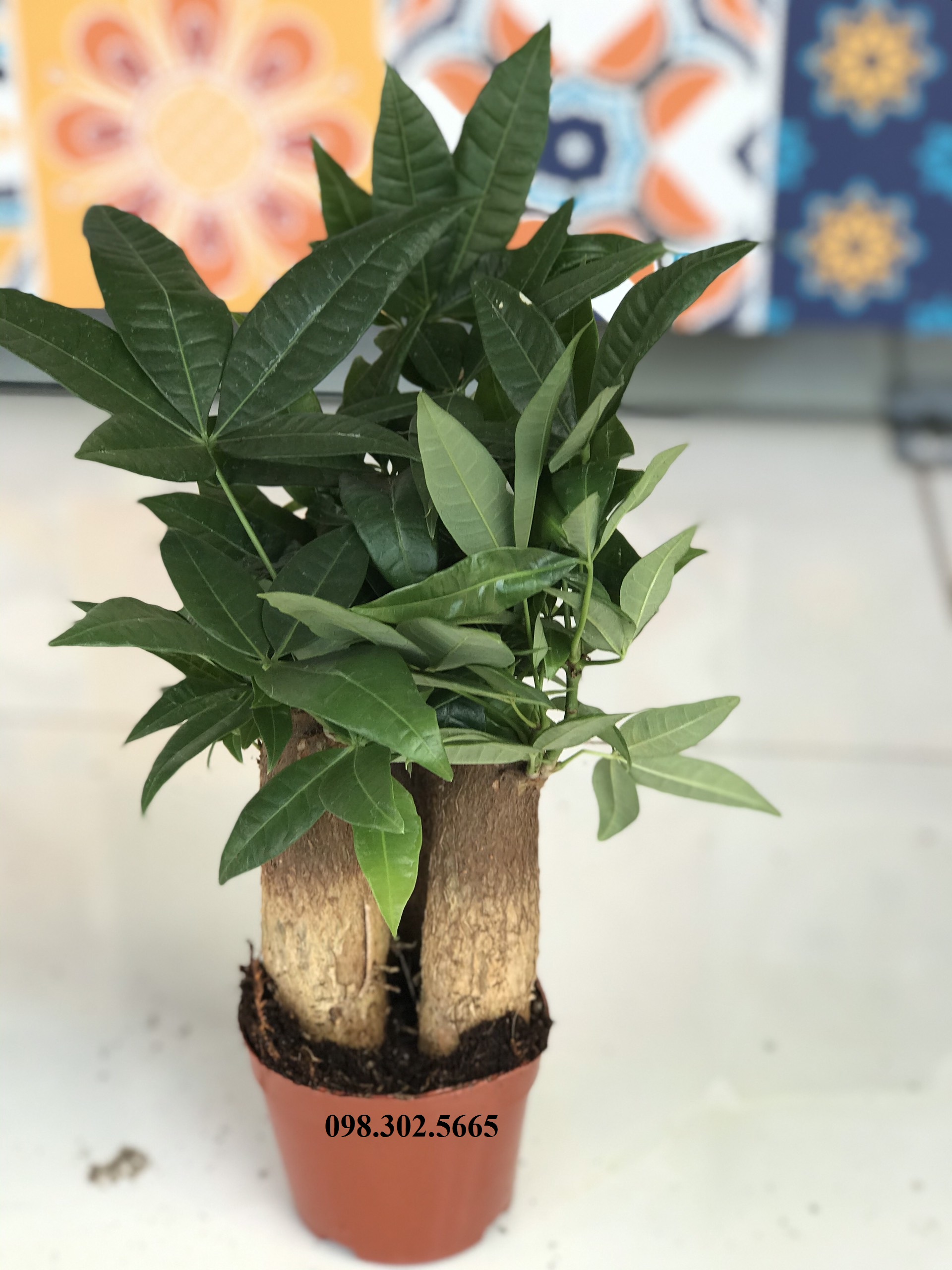 Chậu cây kim ngân để bàn 3 thân