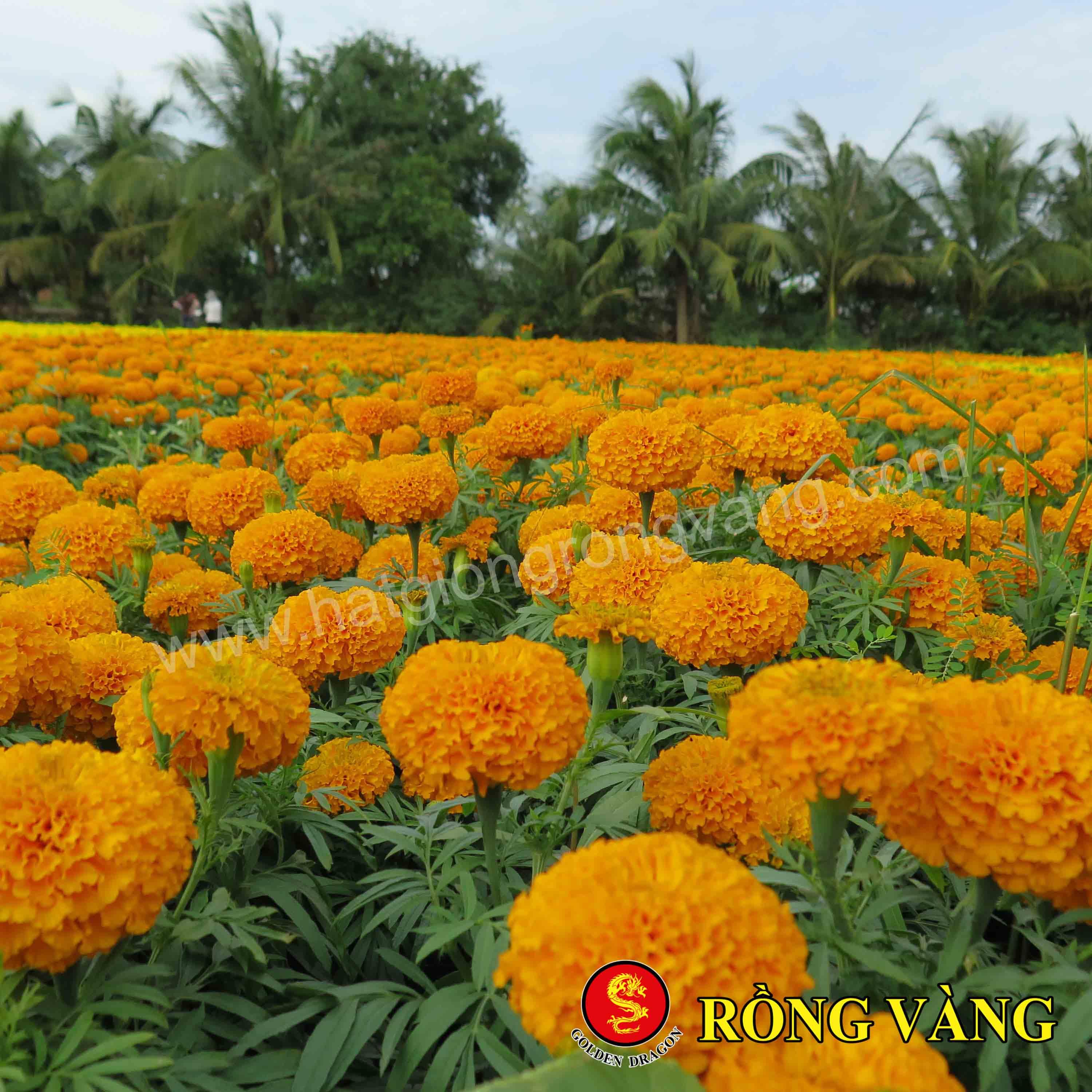 Hạt giống Vạn Thọ Thái Lùn F1 Cam Đỏ Mekong 46