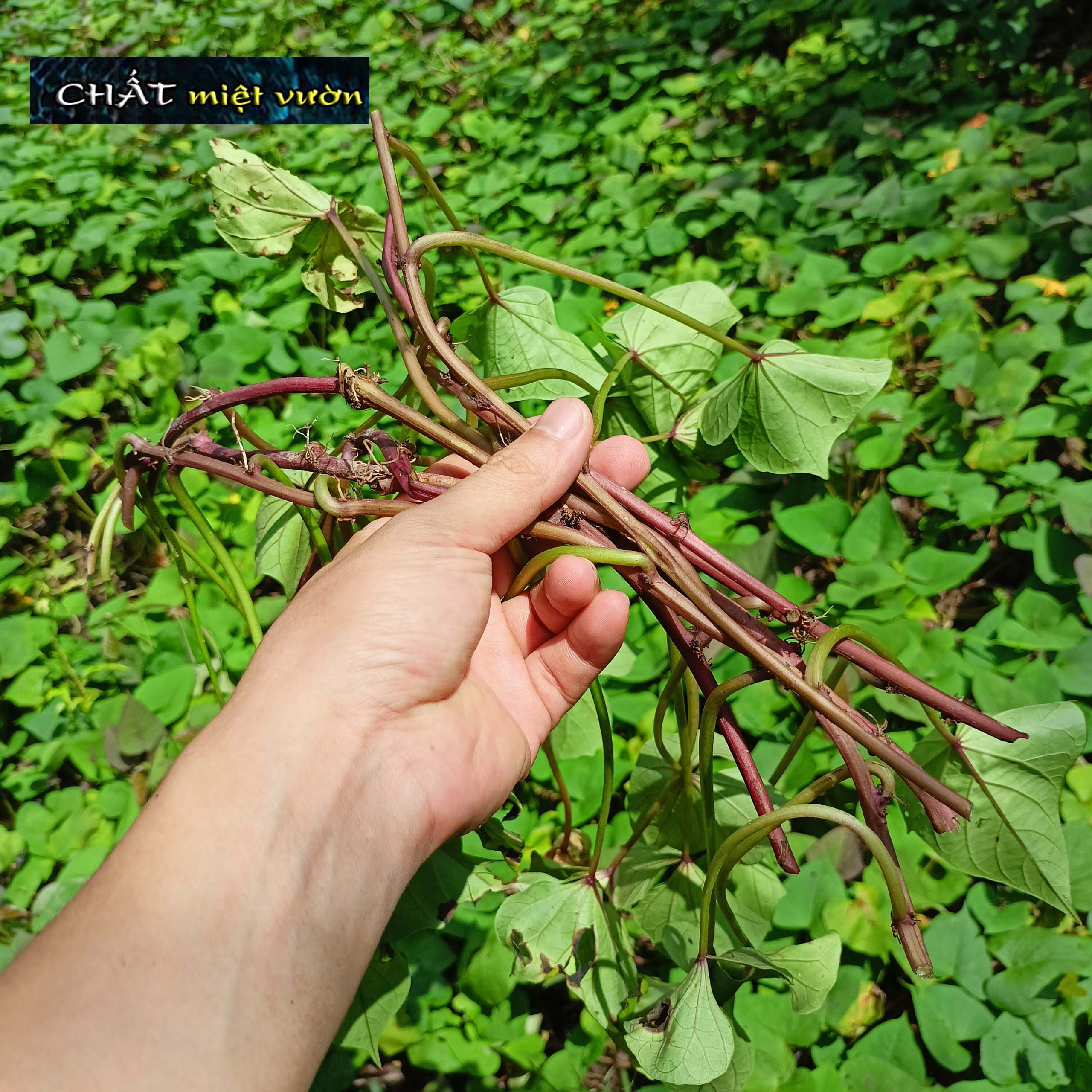 Bó 10 Dây khoai lang giống siêu củ/siêu đọt (1 cây giống đỏ/xanh dài ~35cm)