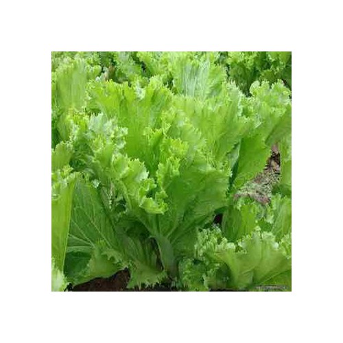 hạt giống Cải bẹ mào gà ( Cải canh)