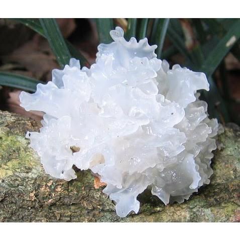 Nấm Tuyết Sấy Khô Vụn