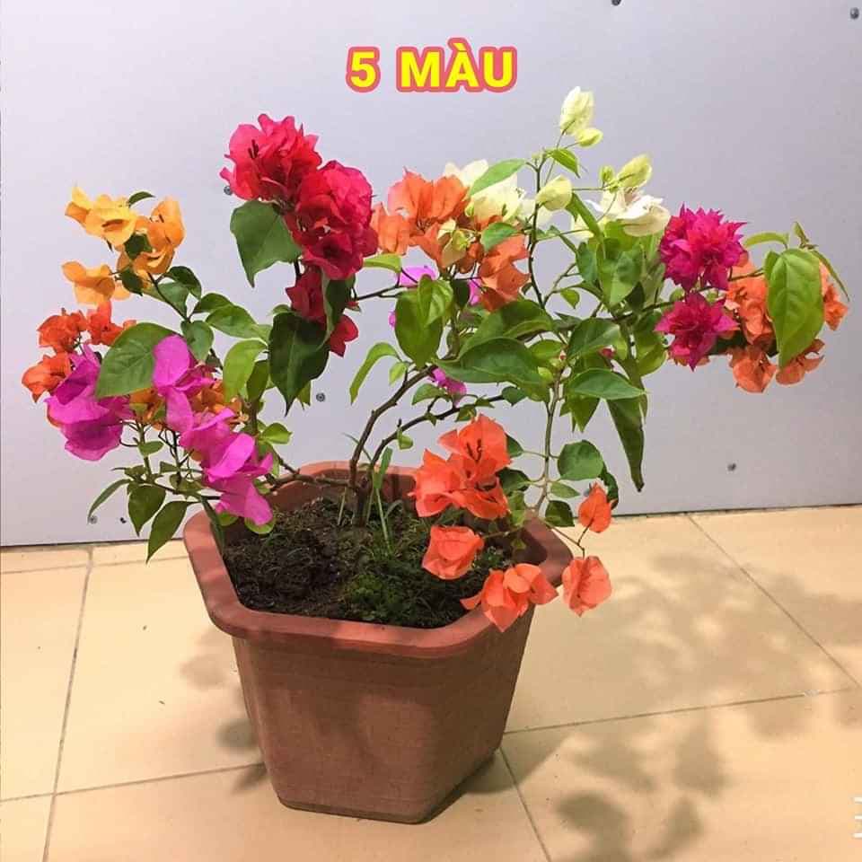 COMBO 5 CÂY HOA GIẤY NGŨ SẮC( CÂY GIỐNG CAO 30-40CM)