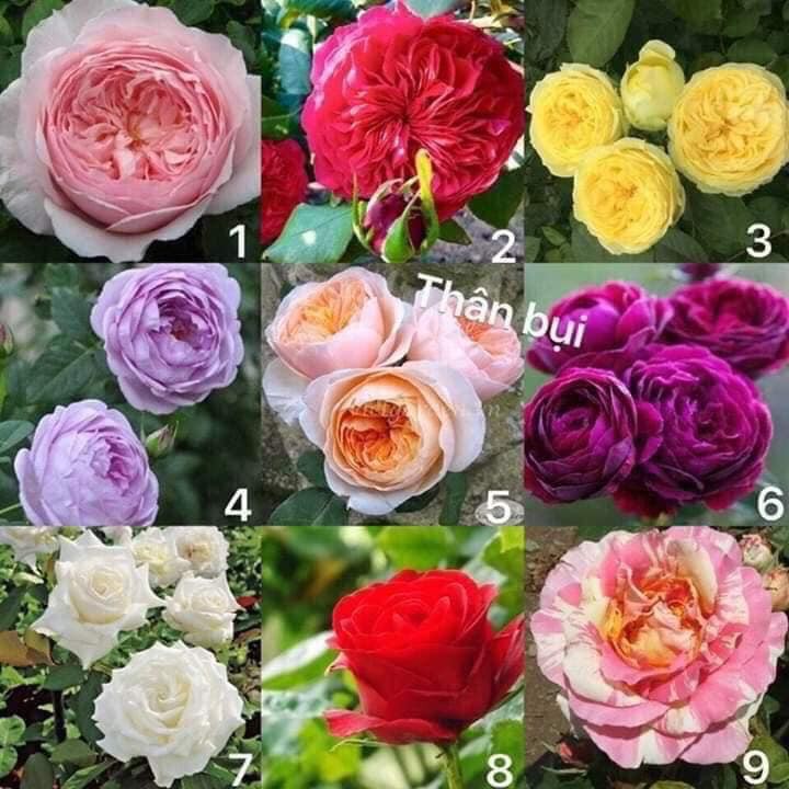 GỐC HOA HỒNG ĐÀ LẠT, HỒNG NGOẠI