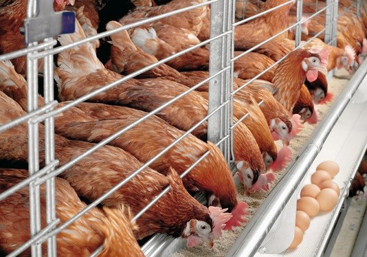 Kích trứng đặc biệt