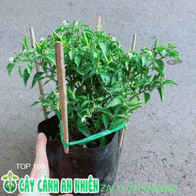 Cây ớt hiểm