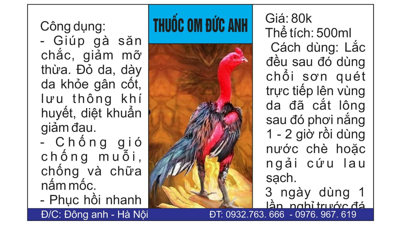 Om gà chọi
