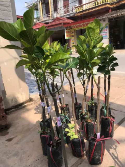 [ Xả - Cắt Lỗ] Mít Thái Ruột Đỏ