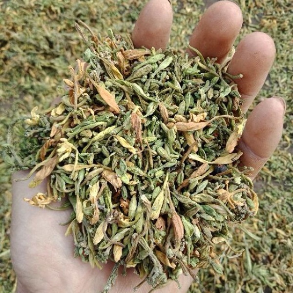 [HOT] Hoa đu đủ đực sấy khô 100g - Thảo Dược Tấn Phát