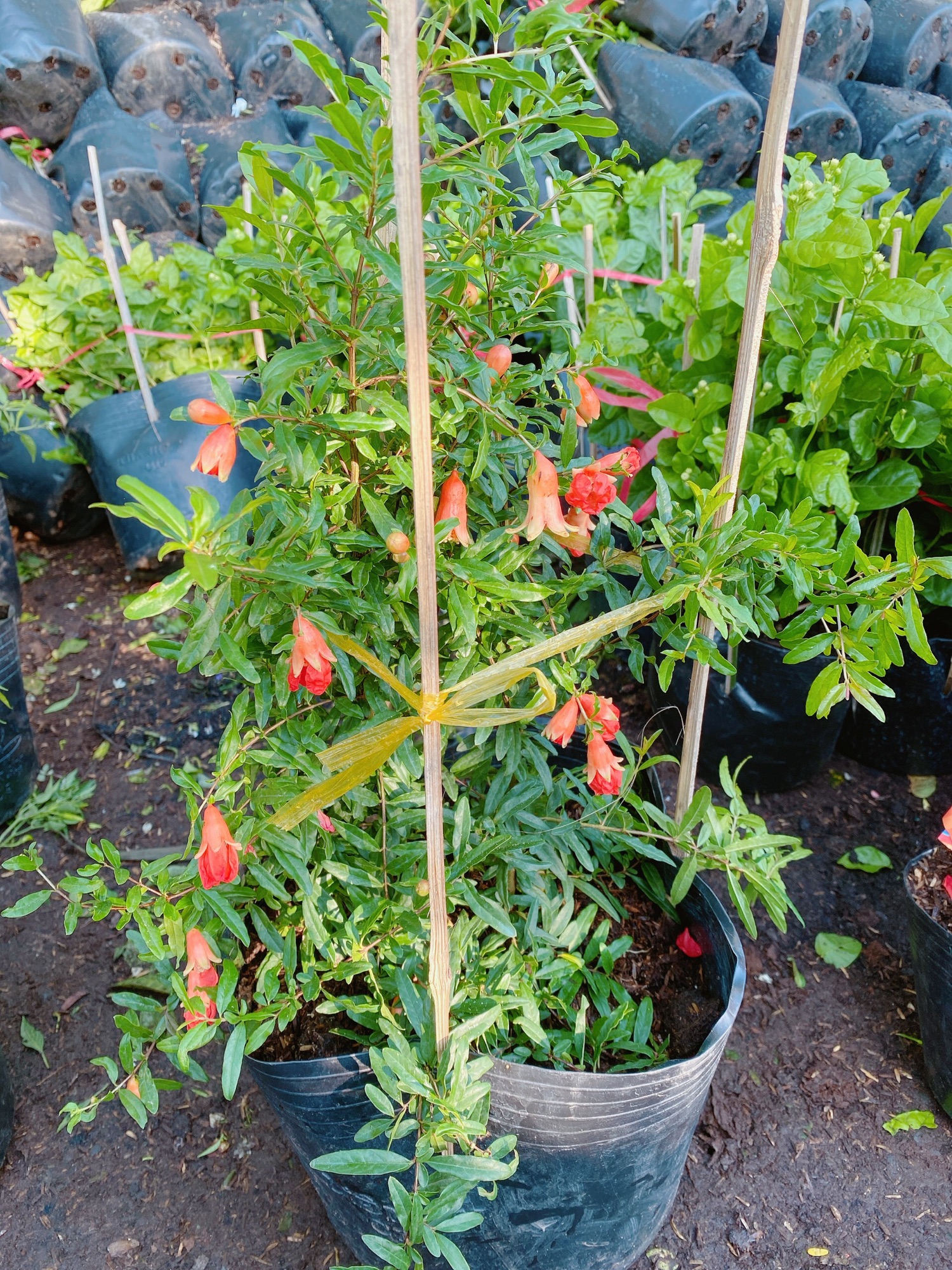 Câu Lựu Cho Sai Trái Có Sẵn Hoa Như Hình