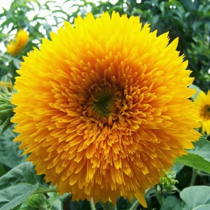 Keo bẫy ruồi Korea Fly Catch (5 miếng)