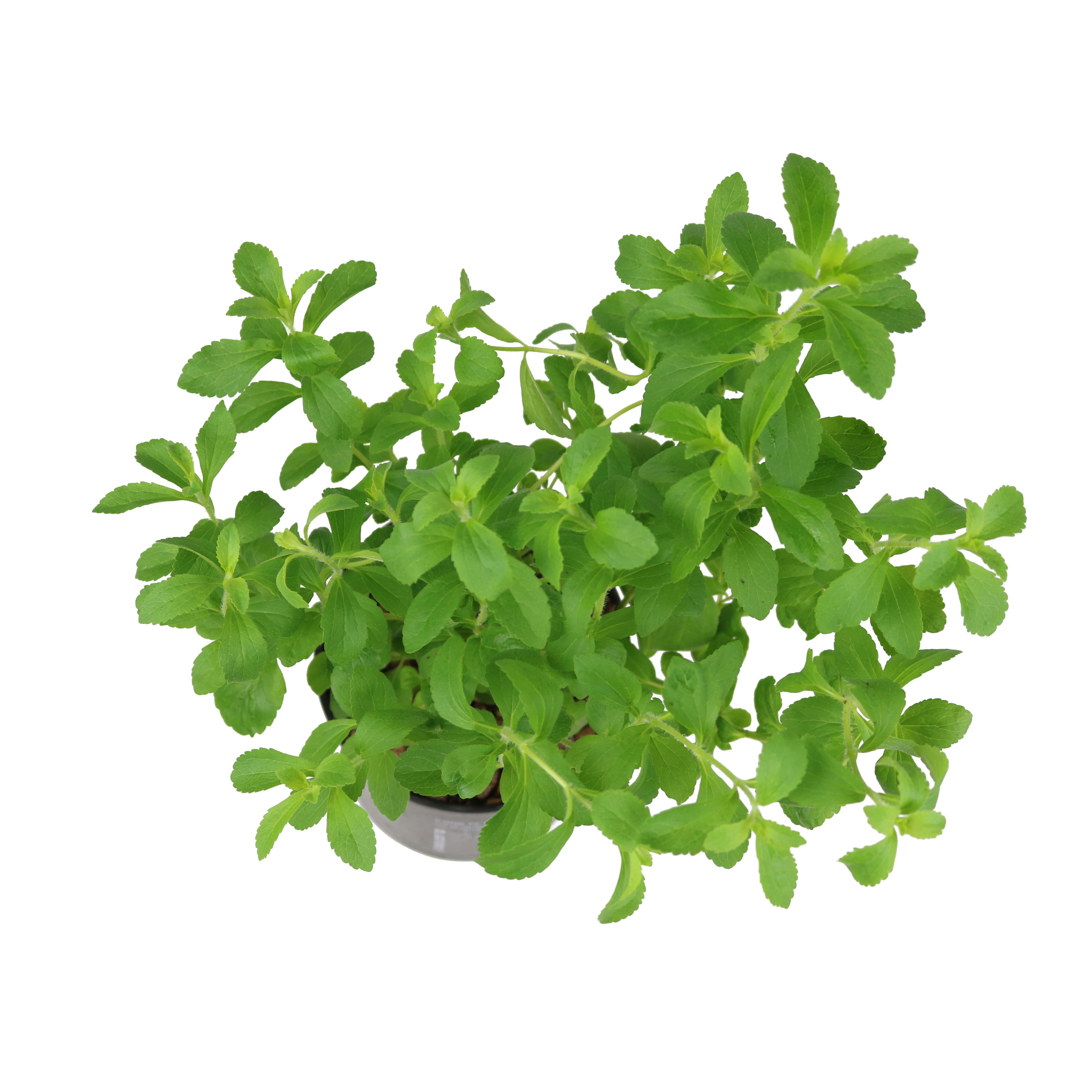 Cây gia vị | Cây cỏ ngọt | Stevia