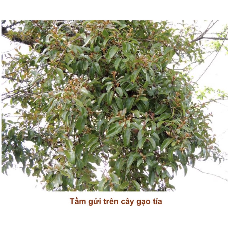 Cây giống Gạo Tía( khác gạo trắng) có bảo hành