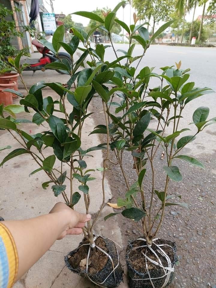 Cây mộc hương ta cây lớn, hoa sai cực thơm