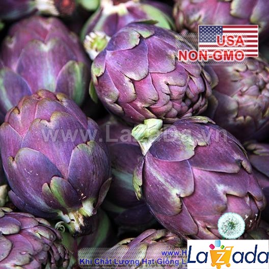 10h hạt giống atiso ngôi sao tím