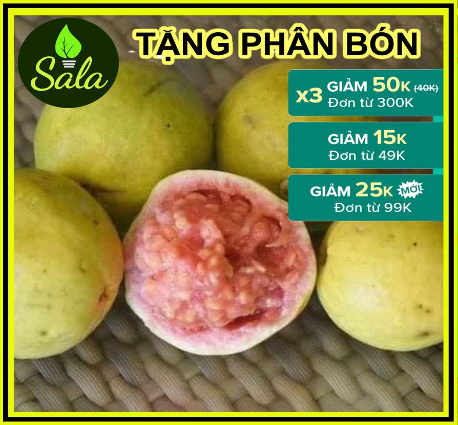 CÂY ỔI NHẬT - CÂY ỔI SẺ - CÂY ỔI LÁ KIM