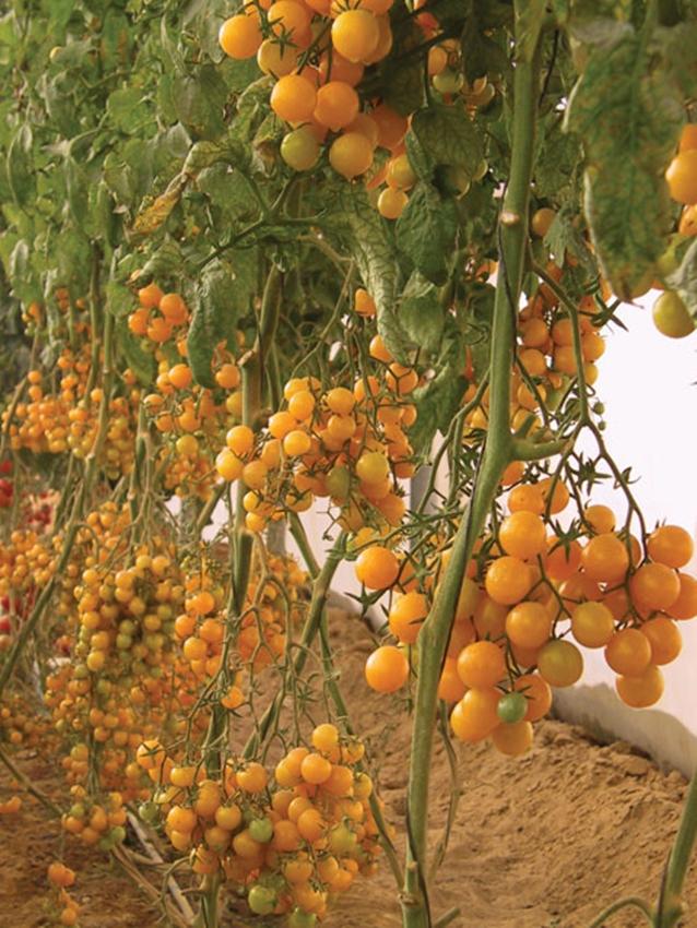 Hạt giống Cà chua bi cây cao quả tròn Vàng