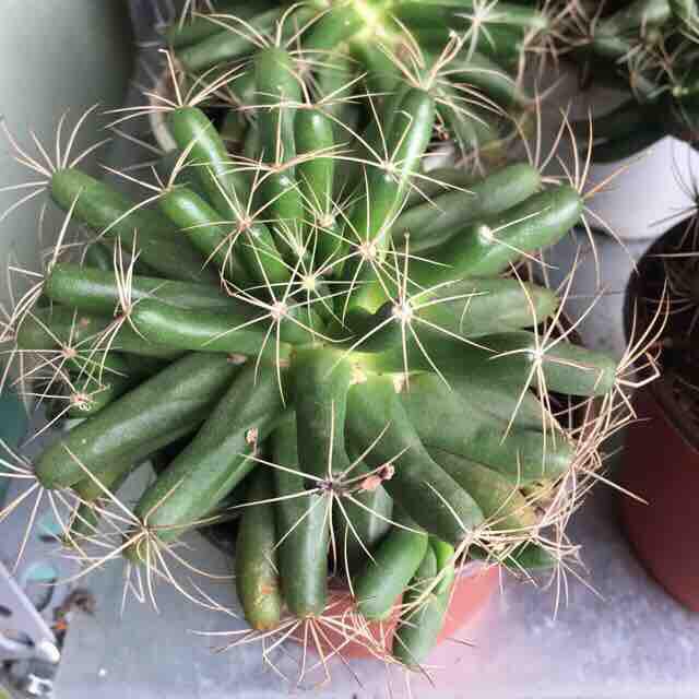 Xương Rồng Chuối Chùm
