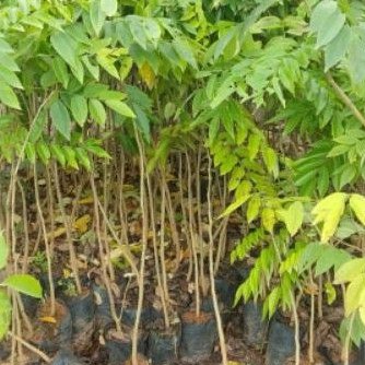 Cây sưa đỏ giống cao 80cm-1m cây giống bầu to FDSF