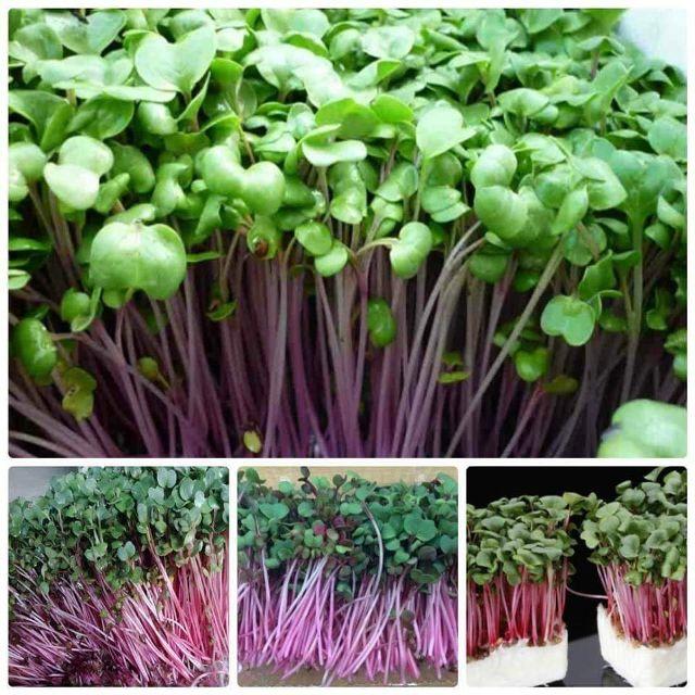 HẠT GIỐNG RAU MẦM CỦ CẢI ĐỎ 25g
