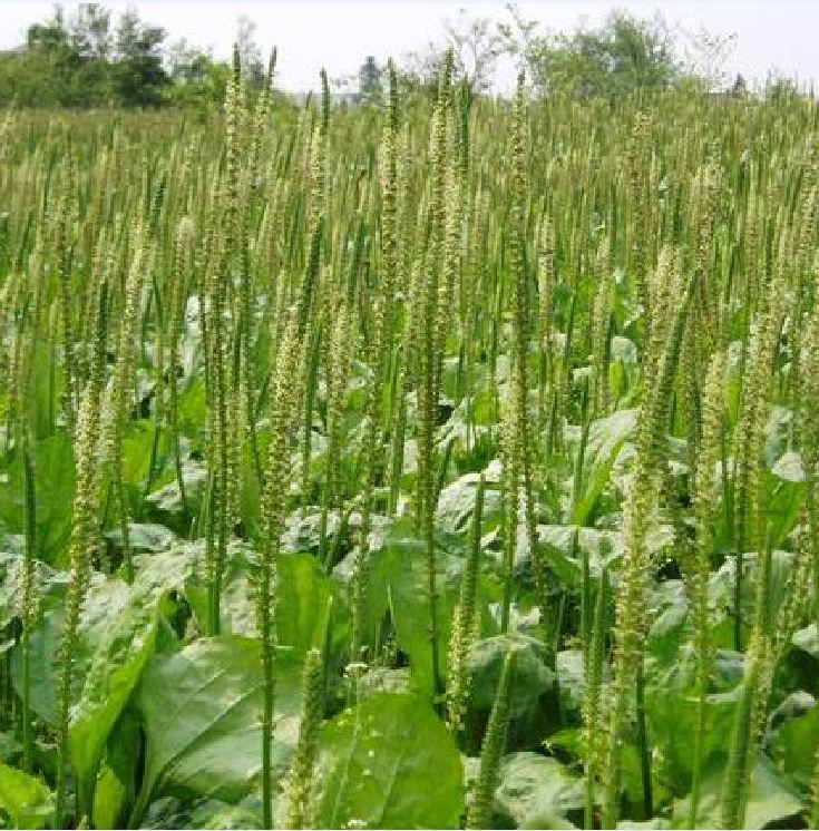 Hạt giống cây rau mã đề (gói 1gram - 6000 hạt )- VTNN2