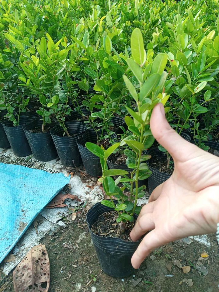 Cây Siro cao 50cm (ảnh thật)