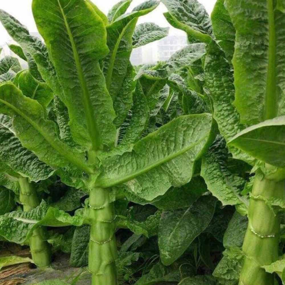 Hạt giống rau tiến vua