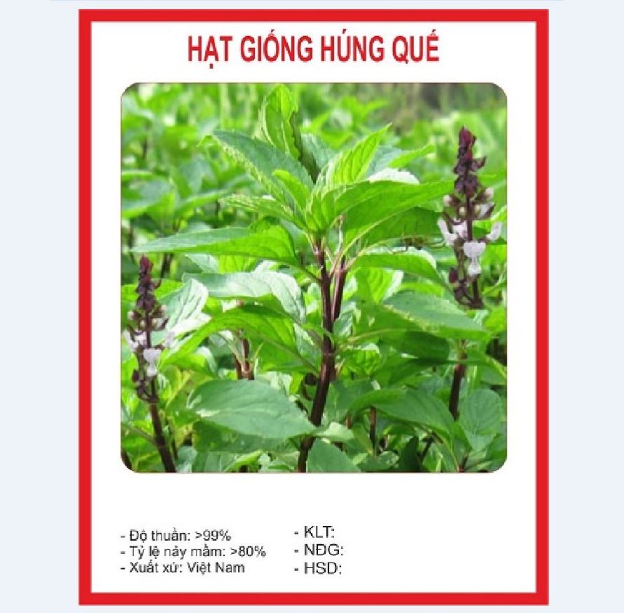 Combo 9 gói hạt giống rau thơm dễ trồng