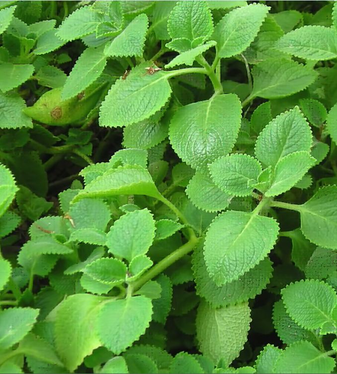 "Gói 0.1Gr=550Hạt " Hạt giống cây húng chanh