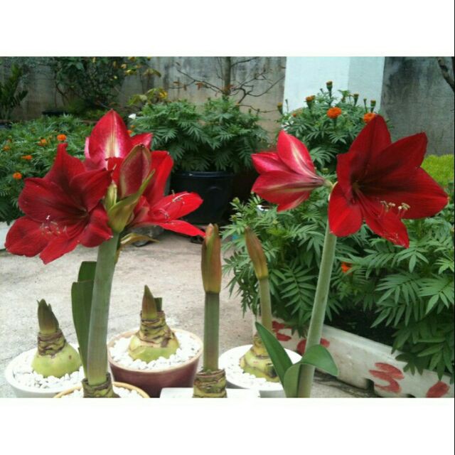 1 củ lan huệ đỏ cam