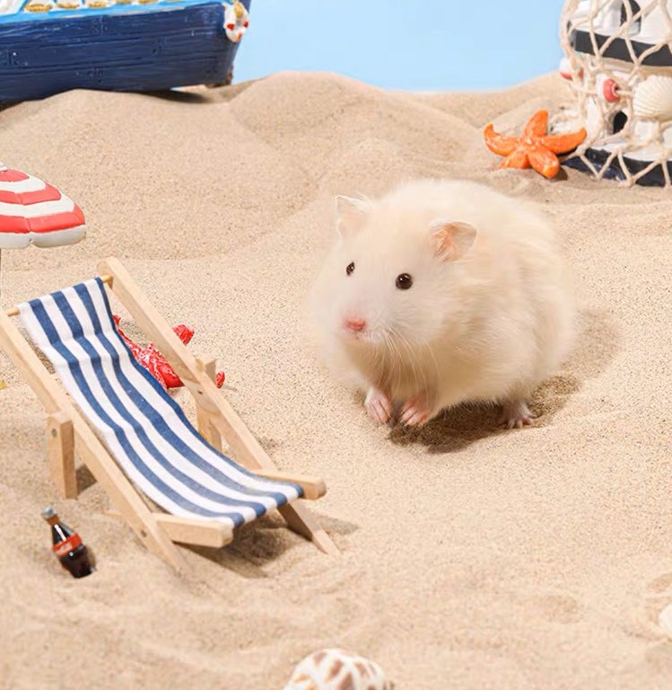Indian Sand (Brown Buddy - India) - Bedding for Hamsters, Fat Tails,... - T3 Pets Shop