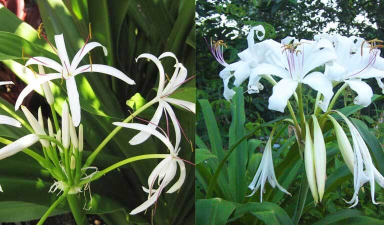 1 BẦU Củ hoa đ ại tư ớng qu ân( NÁNG TRẮNG) cÂY PHOANG THỦY VÀ CÂY DƯỢC LIỆU QUÝ