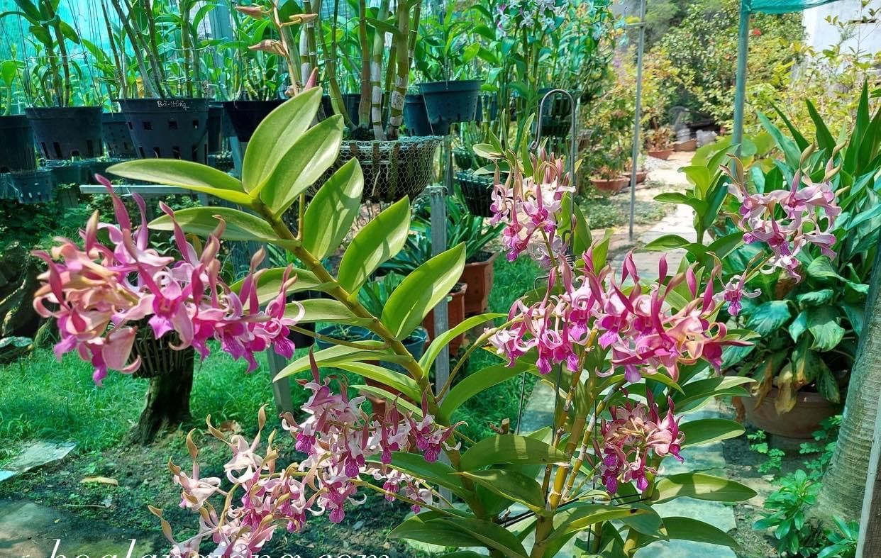 LAN DENRO THỎ ĐỎ KIÊN GIANG CÂY GIỐNG